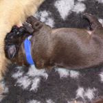 Blaues Halsband, Adelgunde Magic